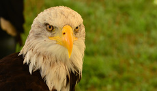 Weißkopf-Seeadler (07).jpg